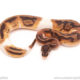ball python for sale