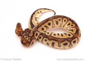 ball python for sale