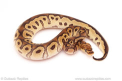 ball python for sale