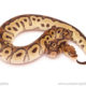 ball python for sale