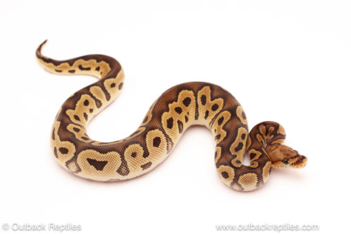ball python for sale
