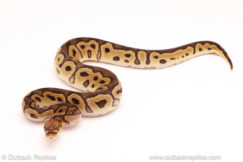 ball python for sale
