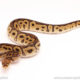 ball python for sale