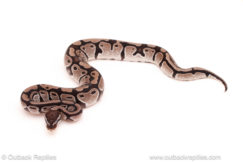ball python for sale