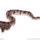 ball python for sale