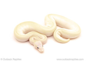 ball python for sale