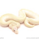 ball python for sale
