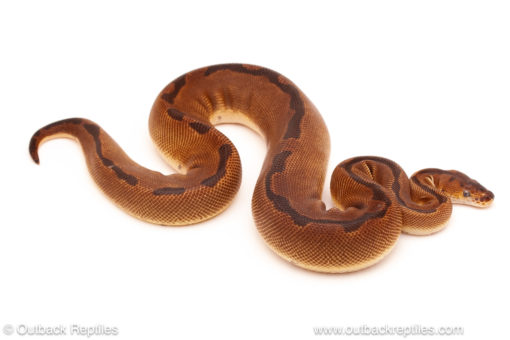ball python for sale