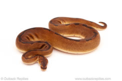 ball python for sale