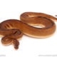 ball python for sale