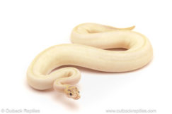 ball python for sale