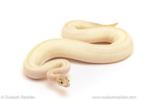 ball python for sale