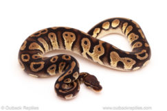 ball python for sale