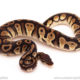 ball python for sale