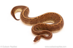 ball python for sale