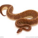 ball python for sale