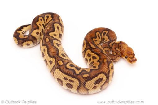 ball python for sale
