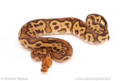 ball python for sale