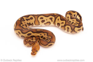 ball python for sale