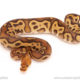ball python for sale