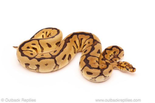 ball python for sale