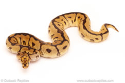 ball python for sale
