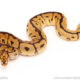 ball python for sale