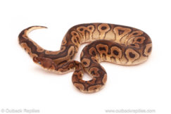 ball python for sale