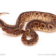 ball python for sale