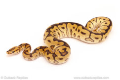 ball python for sale