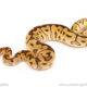 ball python for sale