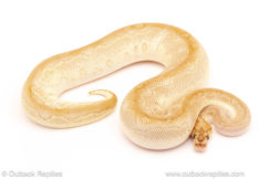 ball python for sale