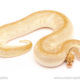 ball python for sale