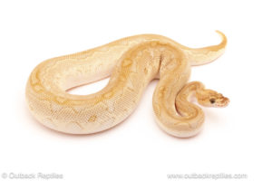 ball python for sale