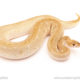 ball python for sale