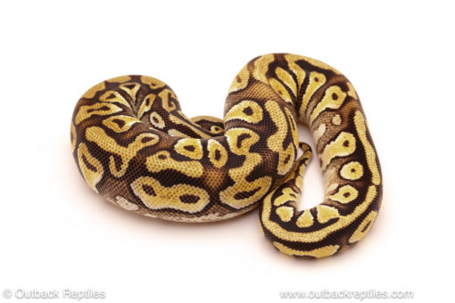ball python for sale