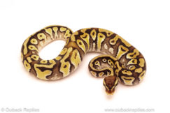 ball python for sale
