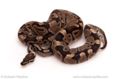 ball python for sale