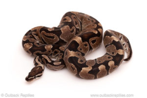 ball python for sale