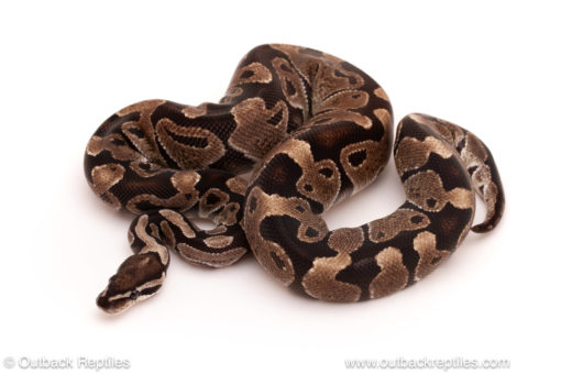 ball python for sale
