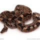 ball python for sale