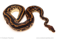 ball python for sale