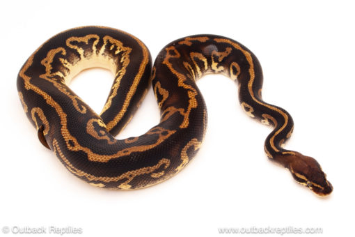 ball python for sale