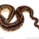 ball python for sale