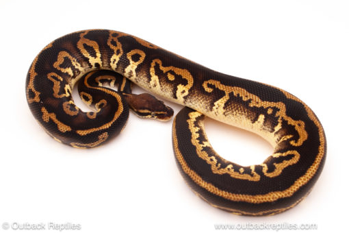 ball python for sale