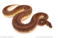 ball python for sale