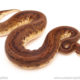 ball python for sale