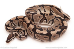 ball python for sale