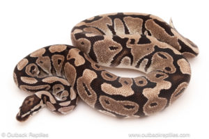 ball python for sale