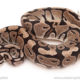 ball python for sale